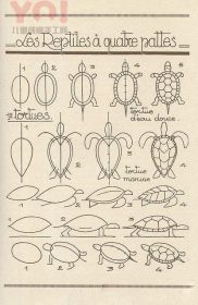 不同形态乌龟简笔画的图片教程-优优资源