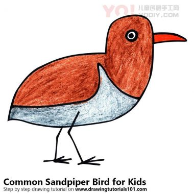 学习如何为孩子们绘制一个普通的矶鹬鸟（儿童动物）-优优资源